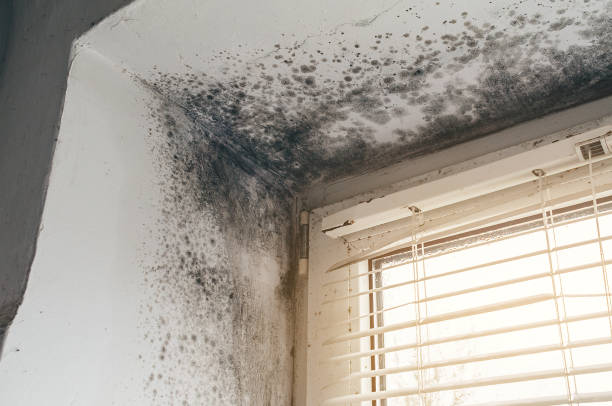 Affordable Mold Cleanup solutions in Oakland, OR